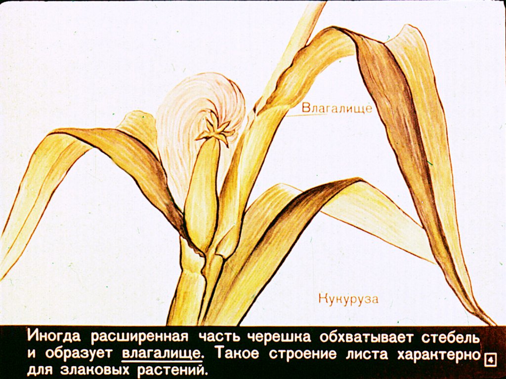 Кадр 4 диафильма «Строение и разнообразие листьев»