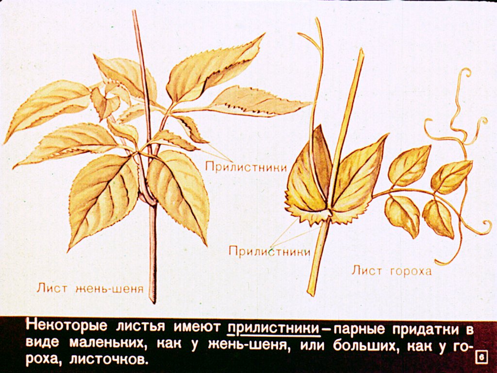 Кадр 6 диафильма «Строение и разнообразие листьев»