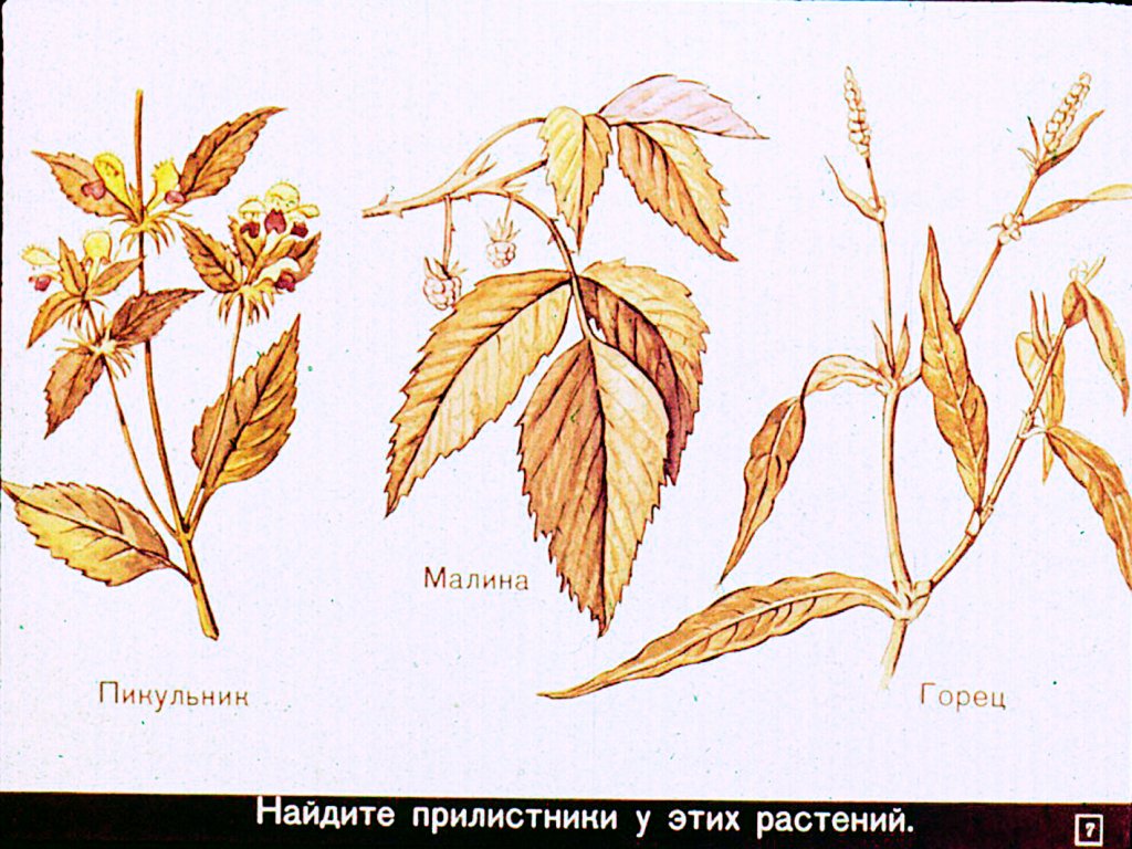 Кадр 7 диафильма «Строение и разнообразие листьев»
