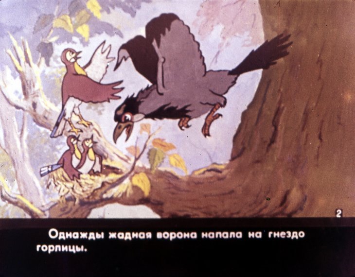 Кадр 4 диафильма «Свадьба соек. Часть 1»