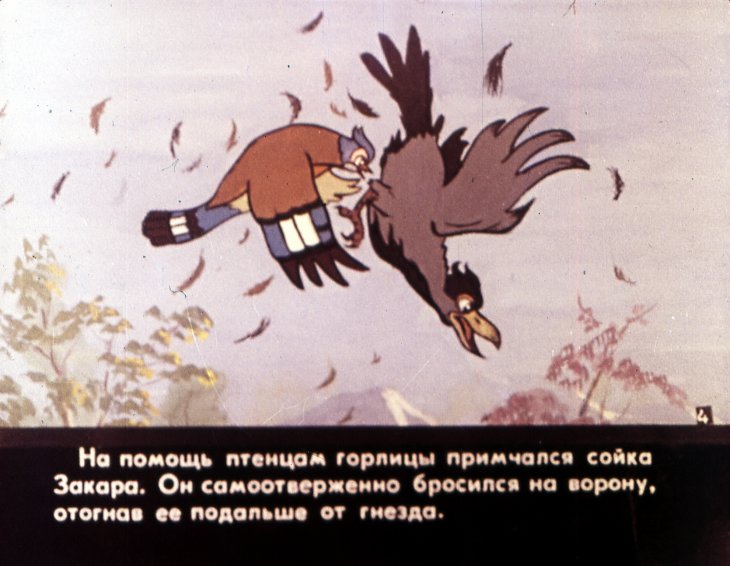 Кадр 6 диафильма «Свадьба соек. Часть 1»