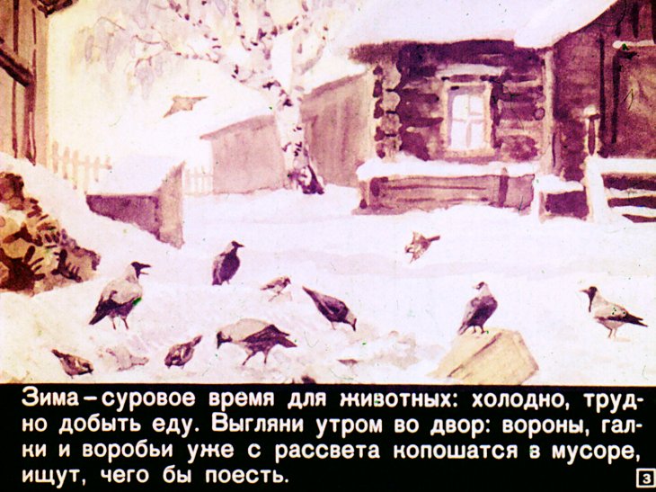 Кадр 3 диафильма «Кто как зимует»