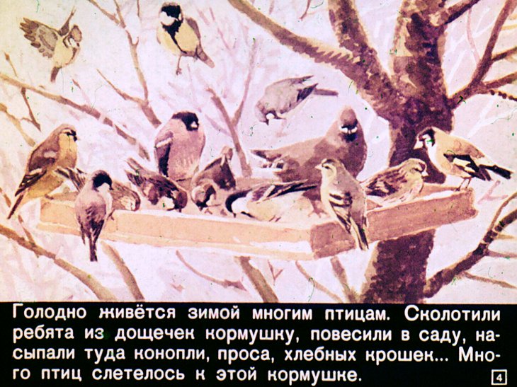 Кадр 4 диафильма «Кто как зимует»