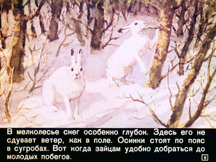 Кадр 6 диафильма «Кто как зимует»