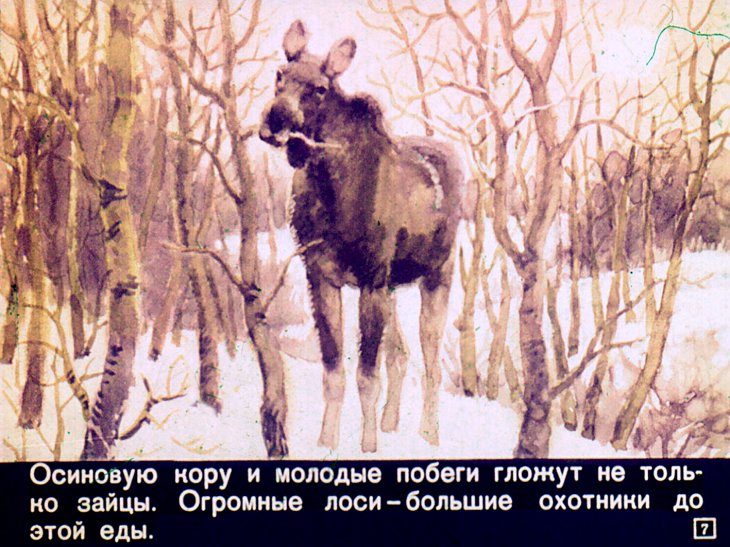 Кадр 7 диафильма «Кто как зимует»