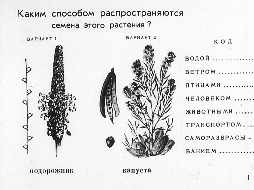 Кадр 2 диафильма «Способы растространения семян»