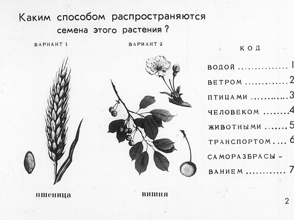 Кадр 3 диафильма «Способы растространения семян»