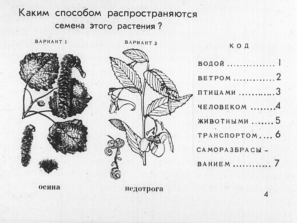 Кадр 5 диафильма «Способы растространения семян»
