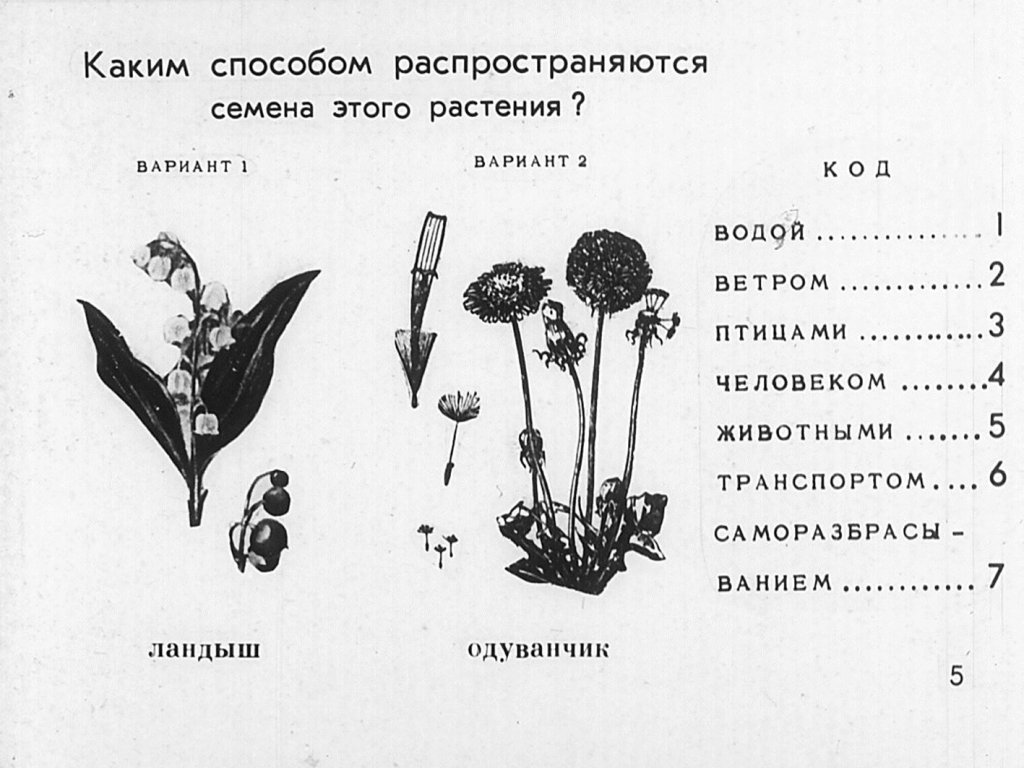 Кадр 6 диафильма «Способы растространения семян»