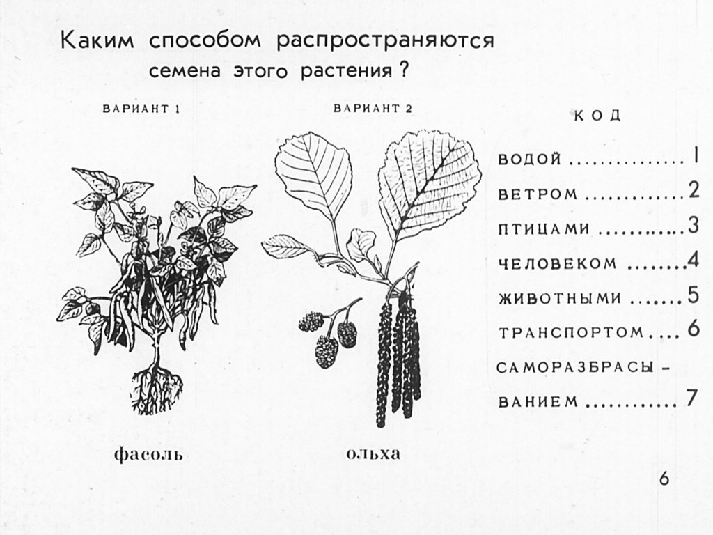 Кадр 7 диафильма «Способы растространения семян»