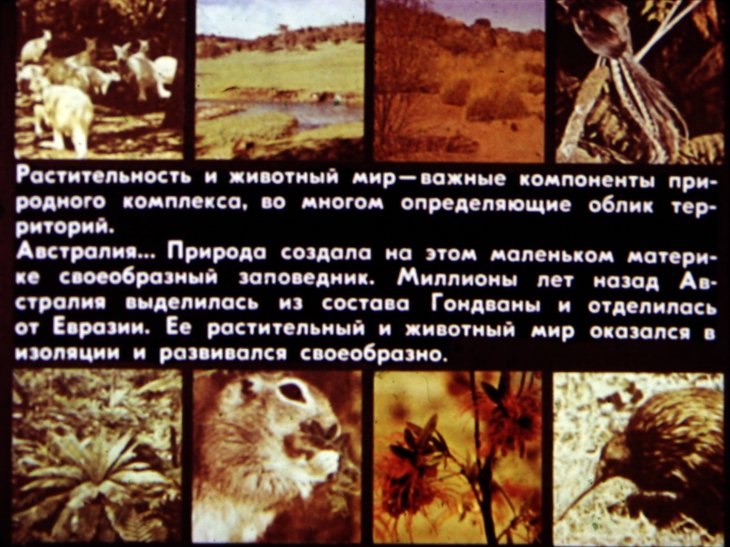 Кадр 2 диафильма «Растительность и животный мир материков. Австралия»