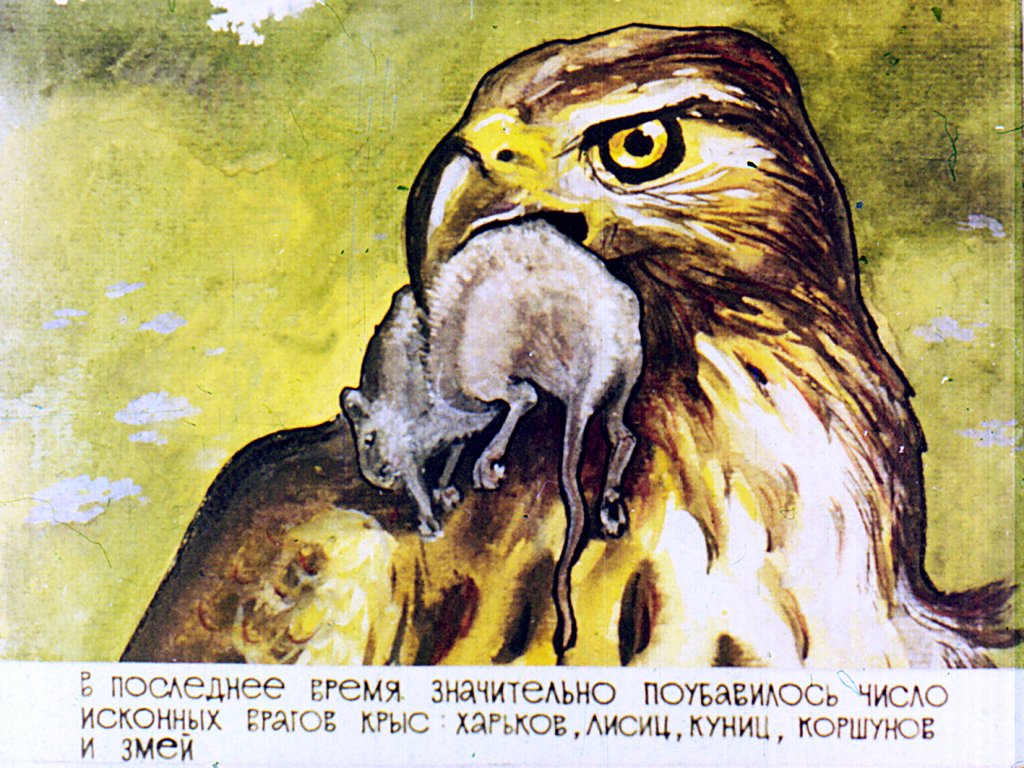 Кадр 3 диафильма «Наши соседи»