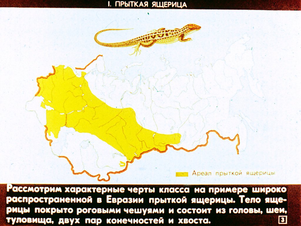 Кадр 3 диафильма «Биологические особенности пресмыкающихся»