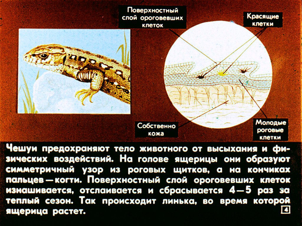 Кадр 4 диафильма «Биологические особенности пресмыкающихся»