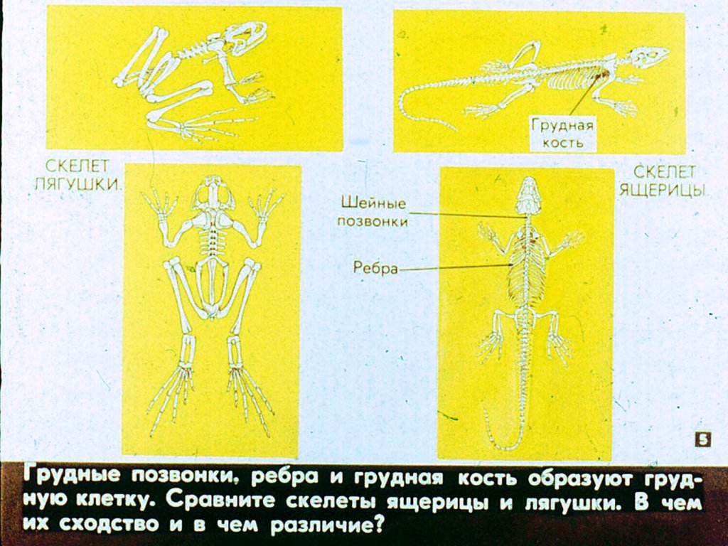Кадр 5 диафильма «Биологические особенности пресмыкающихся»