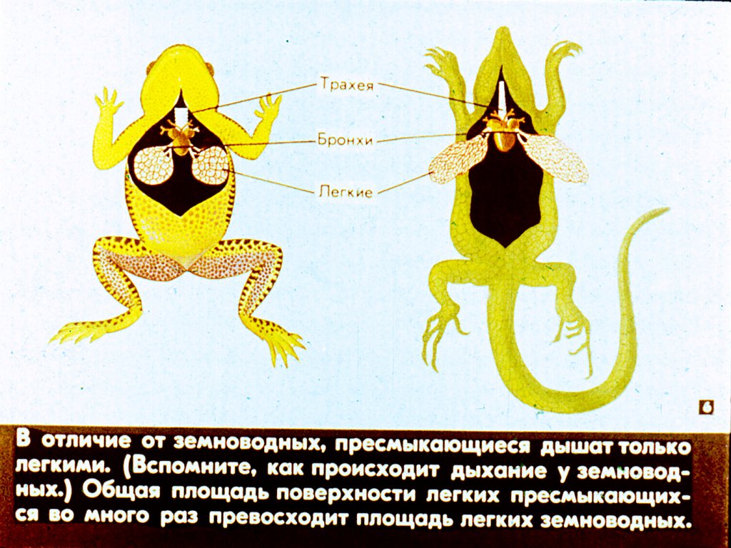 Кадр 6 диафильма «Биологические особенности пресмыкающихся»