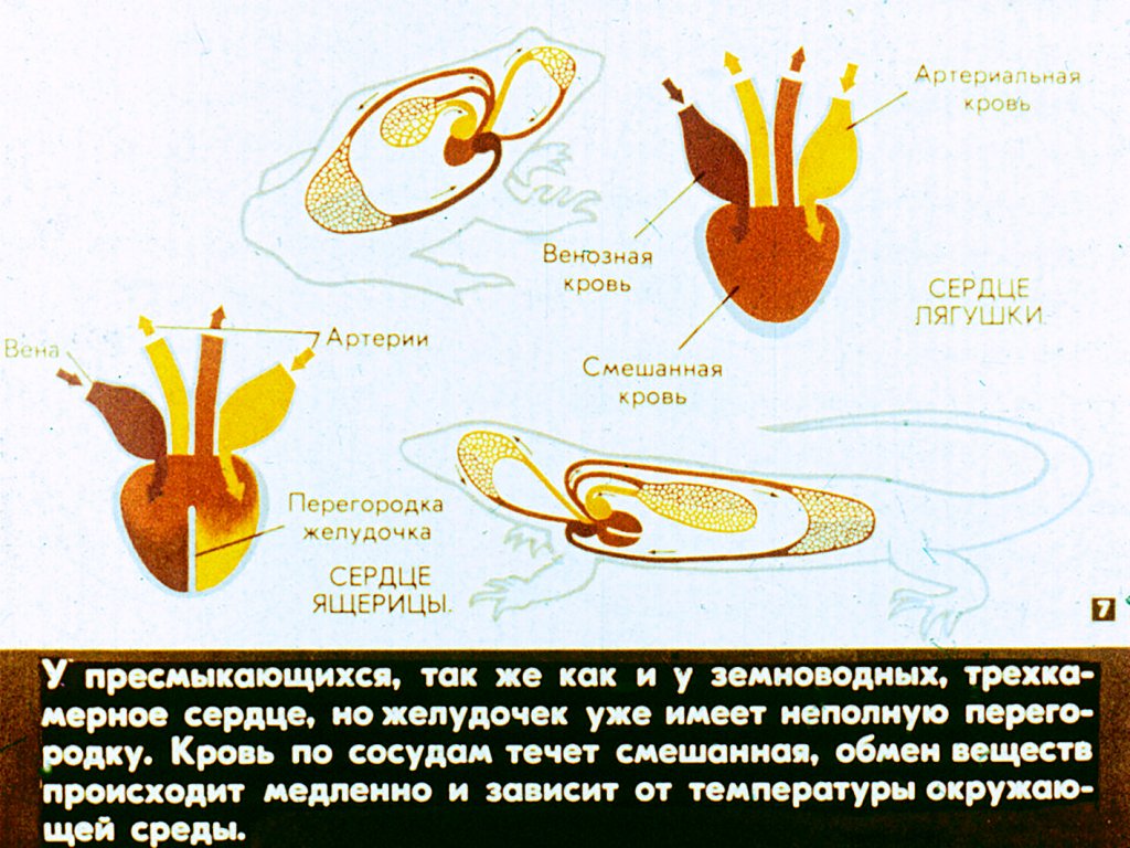 Кадр 7 диафильма «Биологические особенности пресмыкающихся»