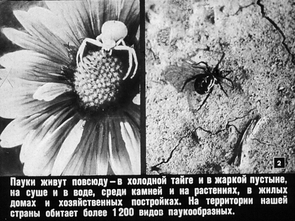 Кадр 2 диафильма «Класс паукообразных»