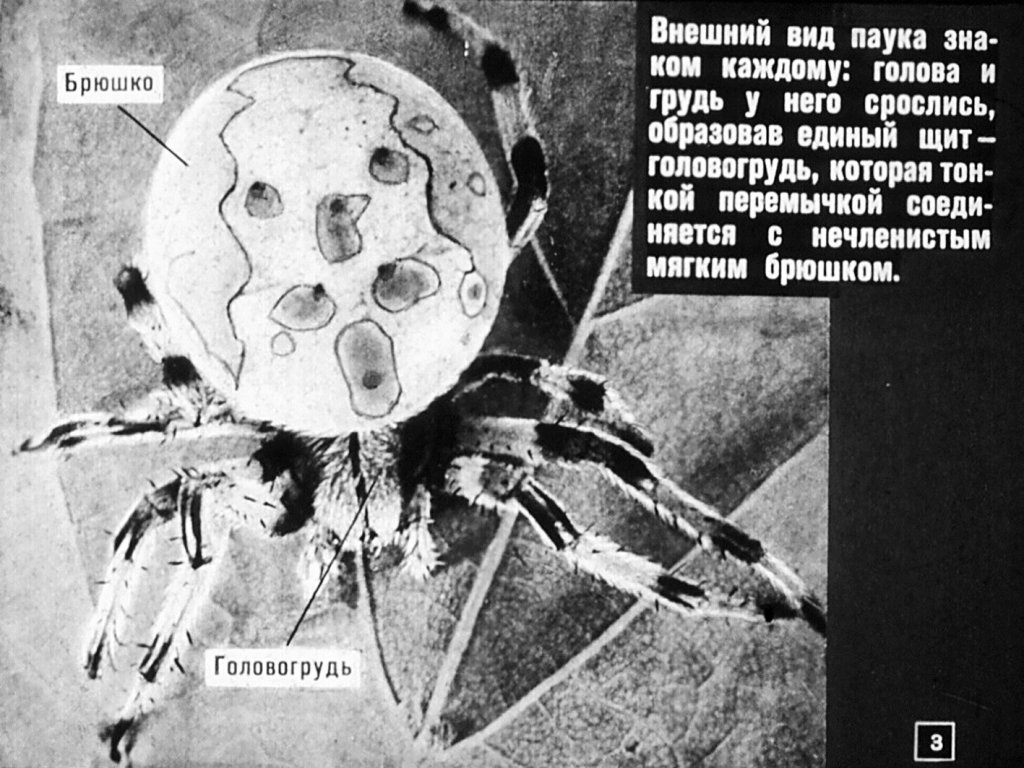 Кадр 3 диафильма «Класс паукообразных»