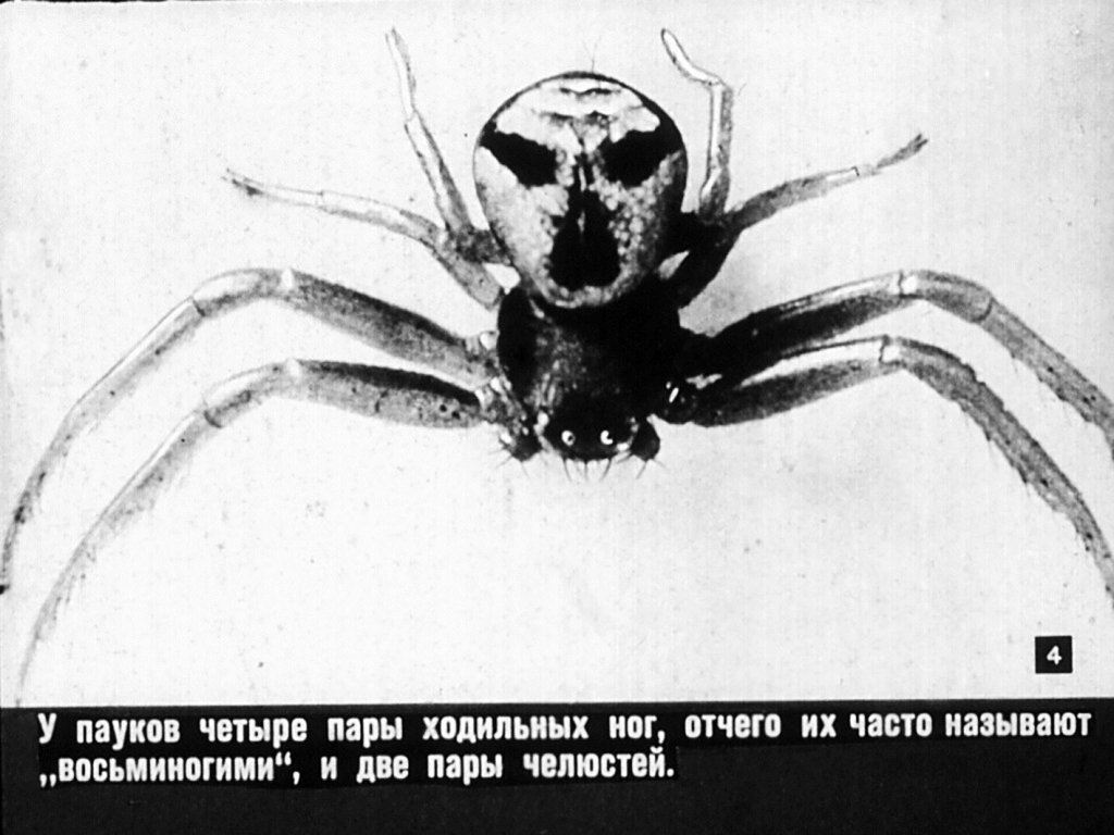 Кадр 4 диафильма «Класс паукообразных»