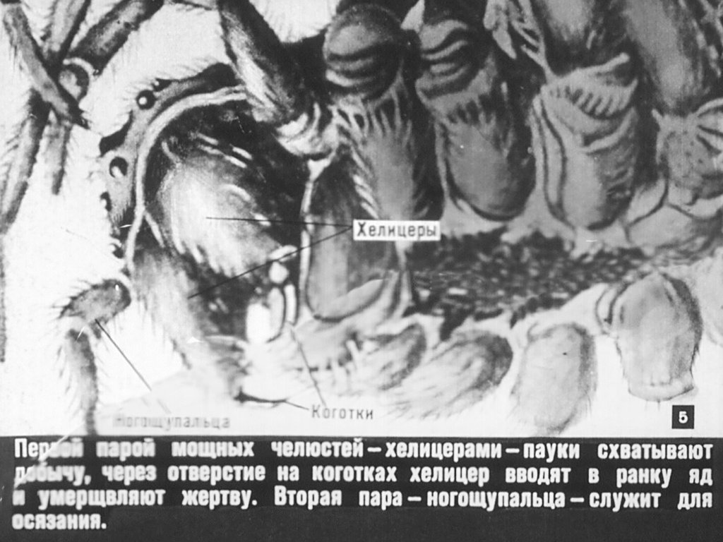 Кадр 5 диафильма «Класс паукообразных»