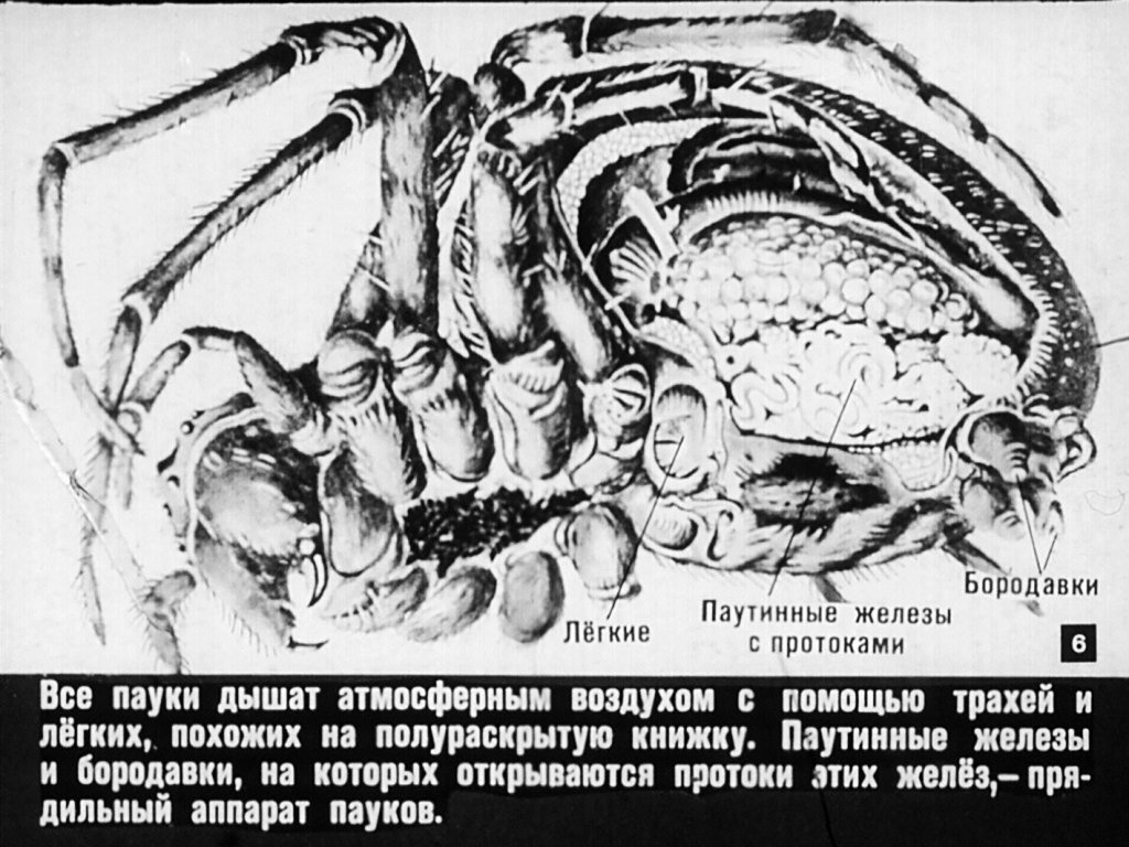 Кадр 6 диафильма «Класс паукообразных»