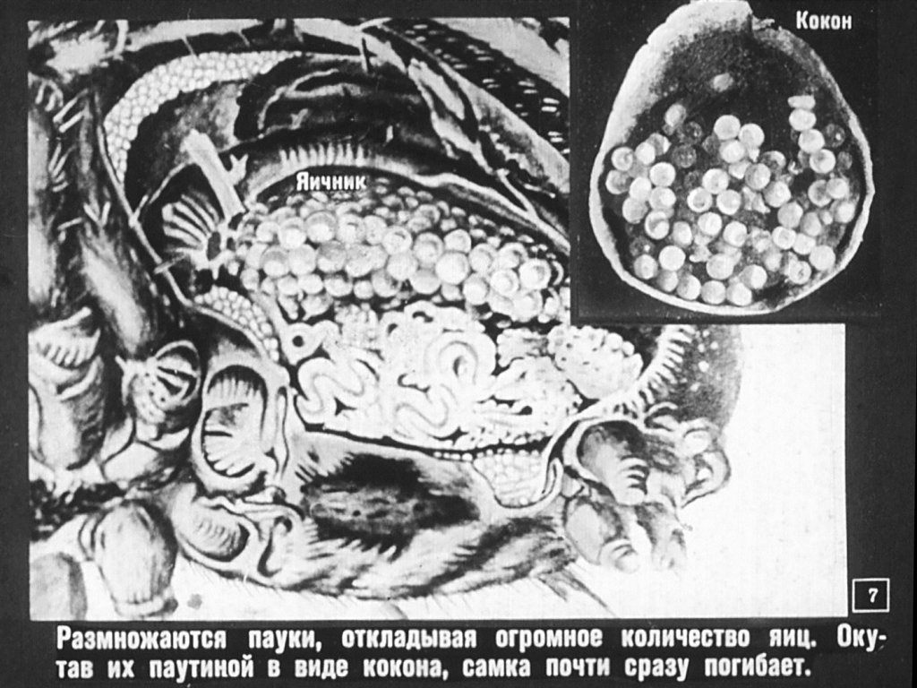 Кадр 7 диафильма «Класс паукообразных»