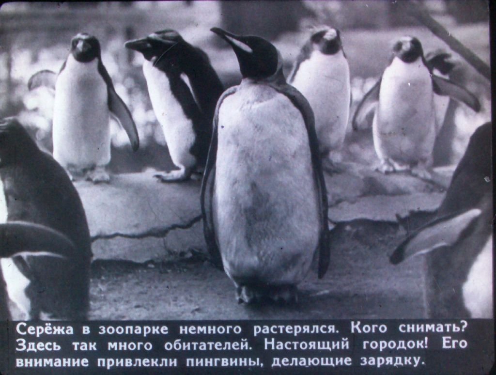 Кадр 5 диафильма «В зверином городке»