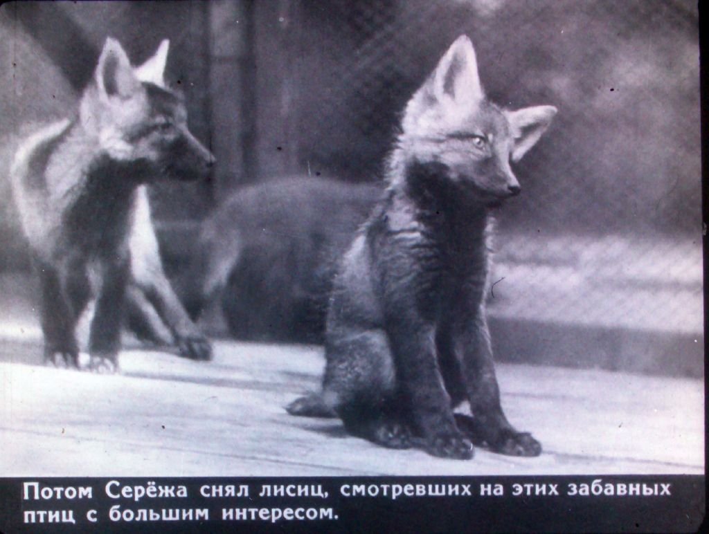 Кадр 6 диафильма «В зверином городке»