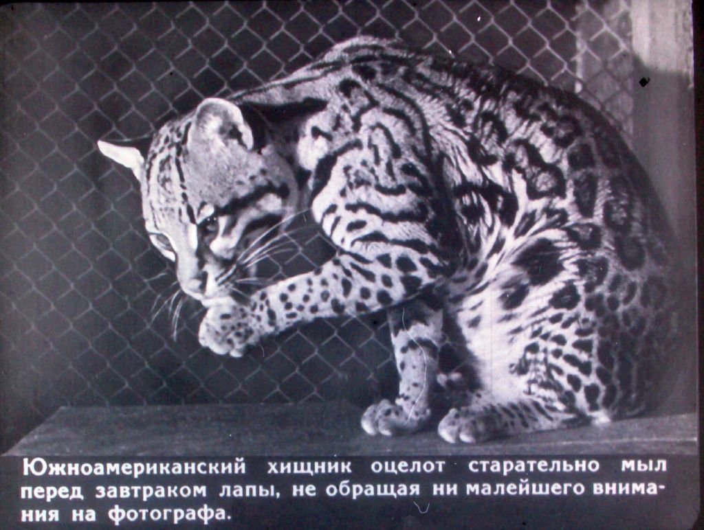 Кадр 7 диафильма «В зверином городке»