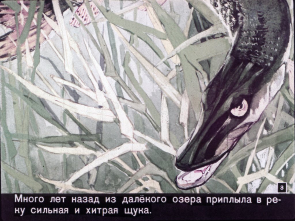 Кадр 2 диафильма «Почему рыбы стали нарядными»