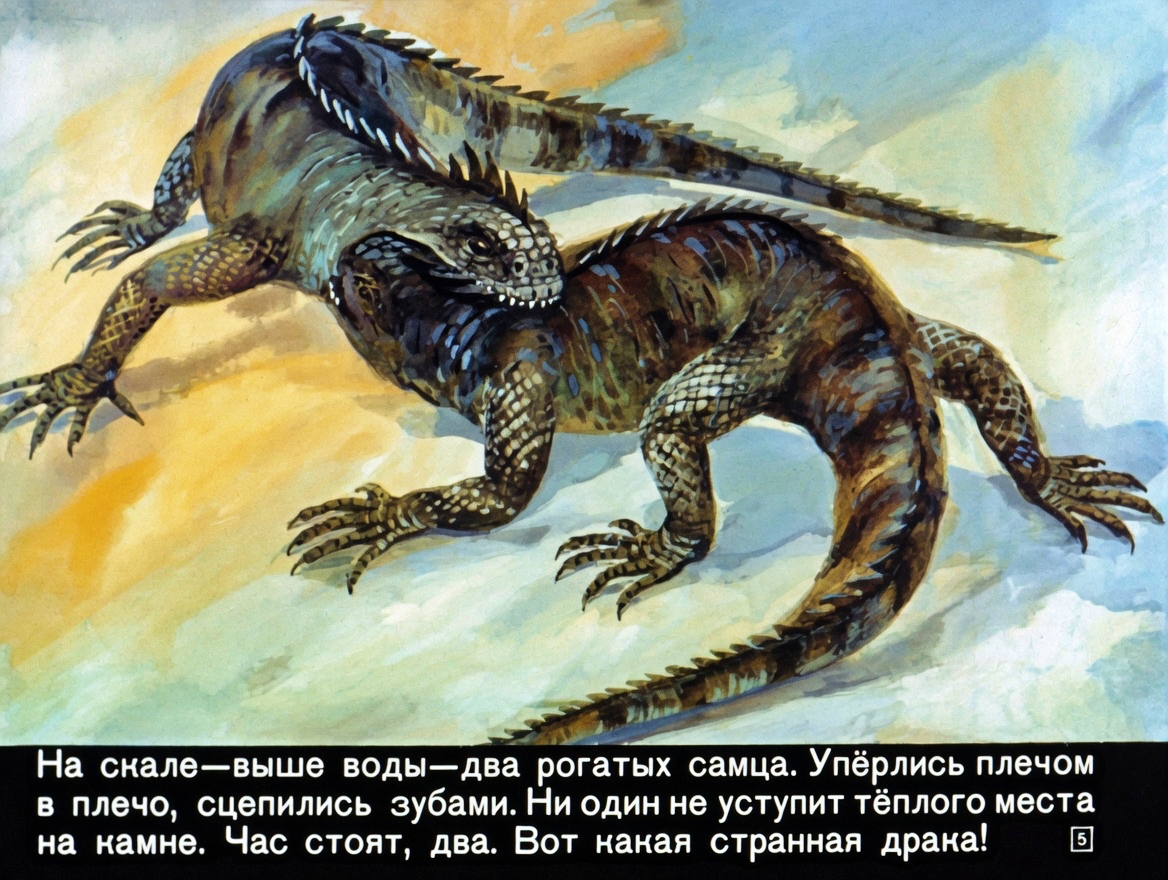 Кадр 5 диафильма «Заколдованные острова»