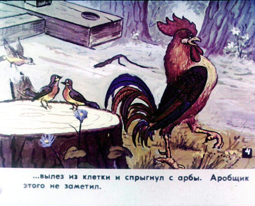 Кадр 5 диафильма «Прогулка Кукареку. Часть 1»