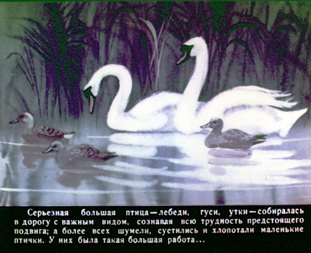 Кадр 3 диафильма «Серая шейка»