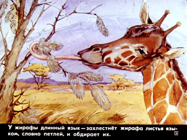 Кадр 3 диафильма «Кто мертвый кусается»