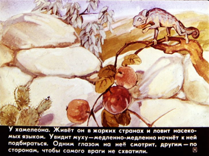 Кадр 6 диафильма «Кто мертвый кусается»