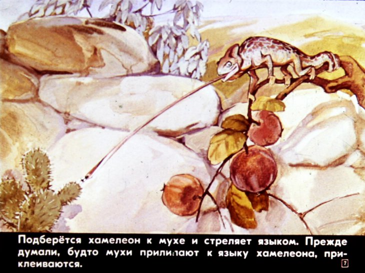 Кадр 7 диафильма «Кто мертвый кусается»