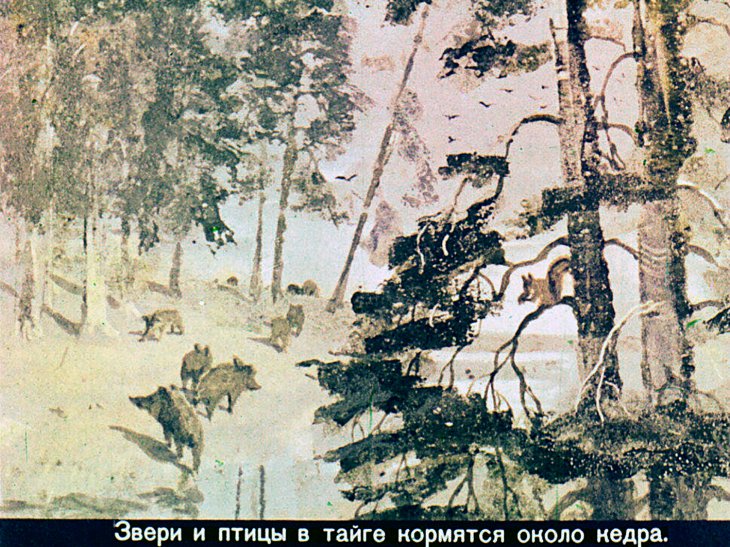 Кадр 2 диафильма «Черничное варенье»