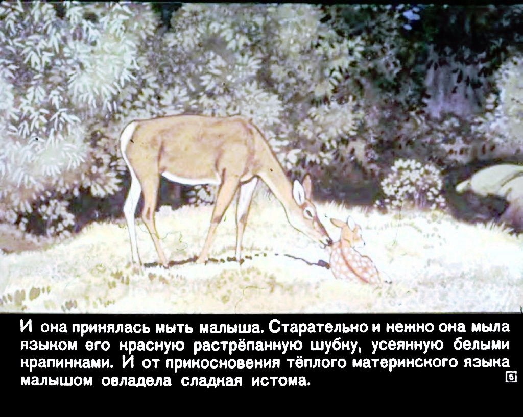 Кадр 5 диафильма «Бемби»