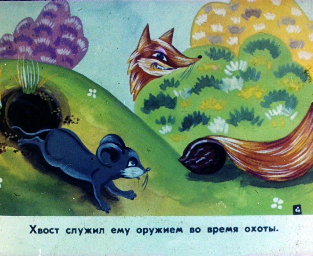 Кадр 6 диафильма «Длиннохвостый лис»