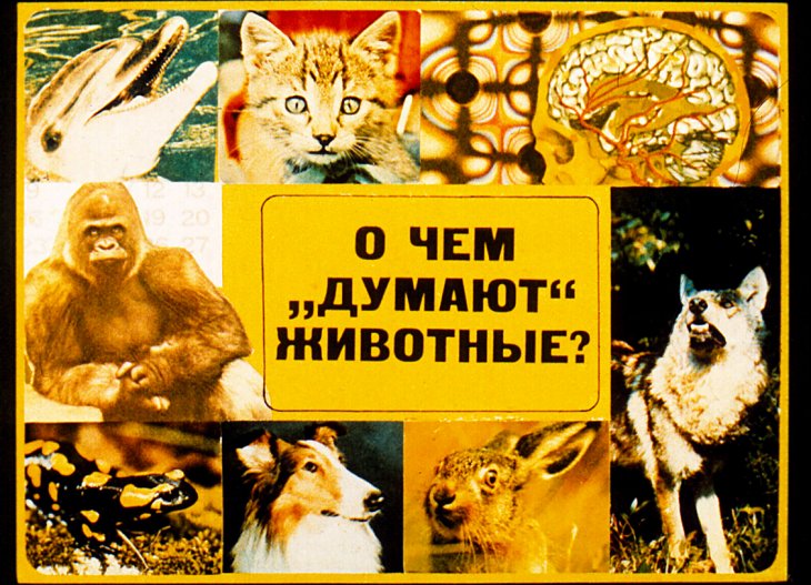 Кадр 1 диафильма «О чем "думают" животные?»