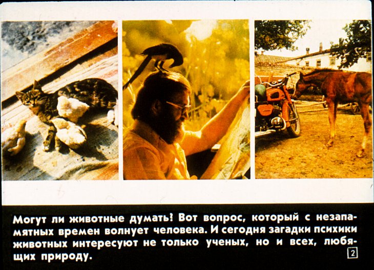 Кадр 2 диафильма «О чем "думают" животные?»