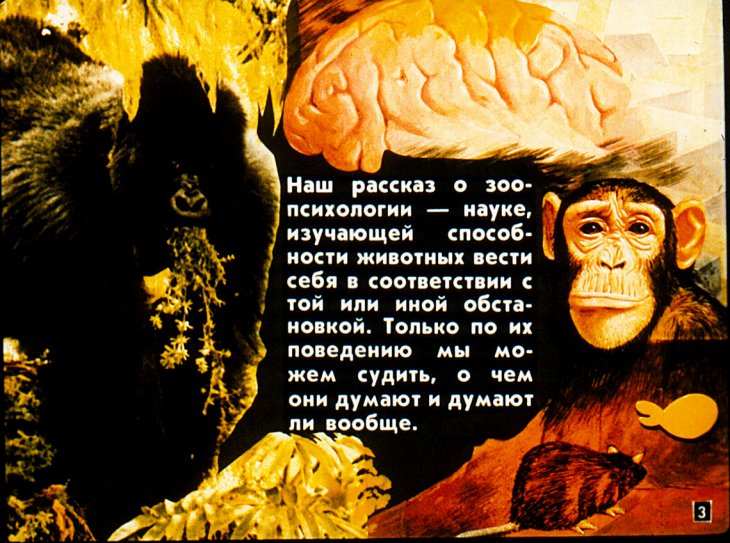Кадр 3 диафильма «О чем "думают" животные?»