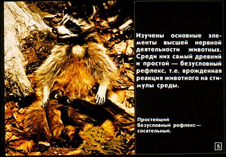 Кадр 5 диафильма «О чем "думают" животные?»