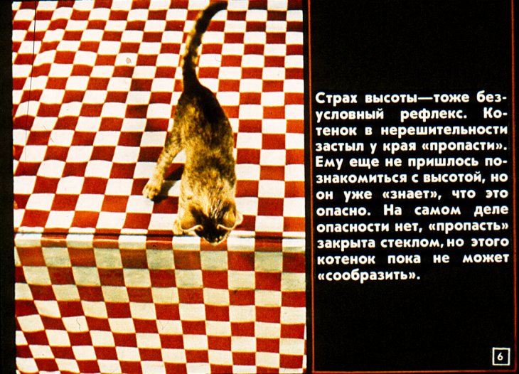 Кадр 6 диафильма «О чем "думают" животные?»