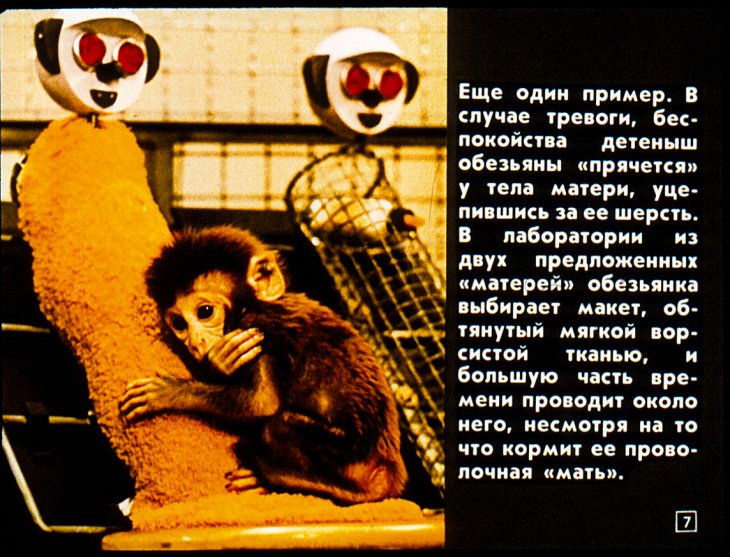Кадр 7 диафильма «О чем "думают" животные?»
