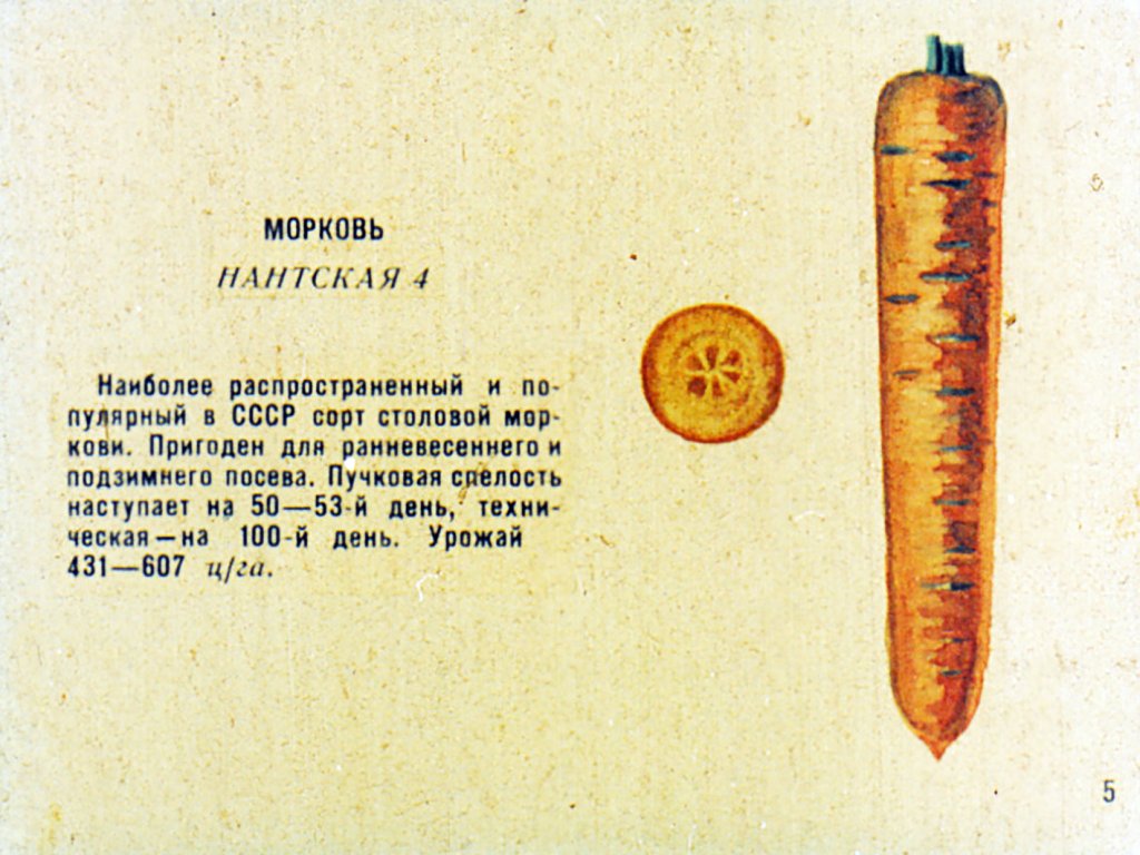 Кадр 6 диафильма «Сорта овощных культур. Часть 2»