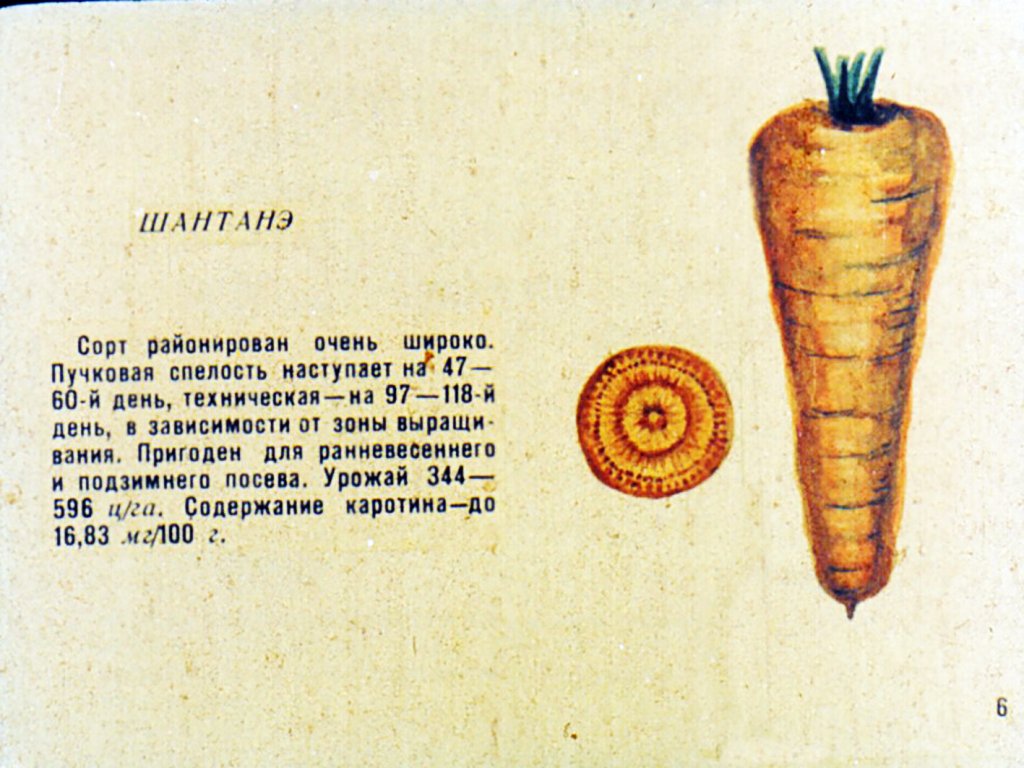 Кадр 7 диафильма «Сорта овощных культур. Часть 2»