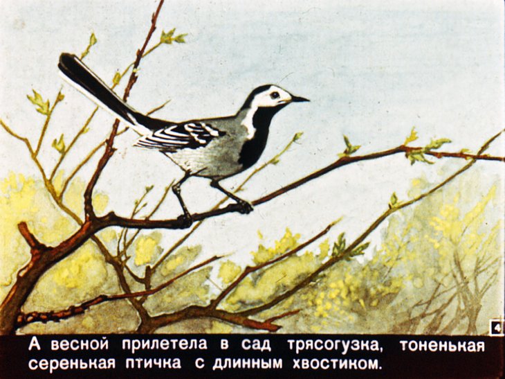 Кадр 4 диафильма «Трясогузкины письма»