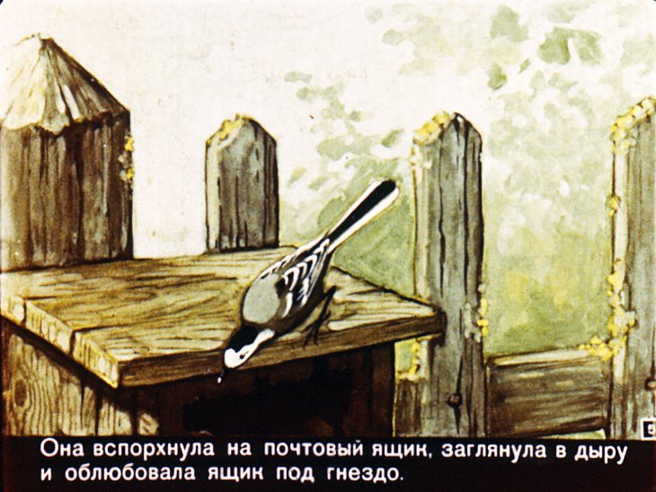 Кадр 5 диафильма «Трясогузкины письма»